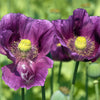 1000 PEPPERBOX POPPY MIX Papaver Somniferum Mixed Colors Red Violet Flower Seeds
