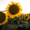 Early Mammoth Russian Sunflower Seeds – Helianthus Annuus Flower – photo 7
