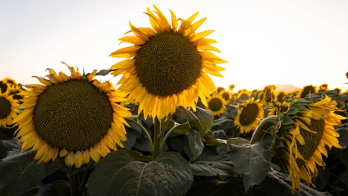 Early Mammoth Russian Sunflower Seeds – Helianthus Annuus Flower – photo 7