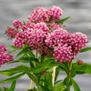 Cinderella Milkweed Seeds – Asclepias Incarnata Flower – photo 7