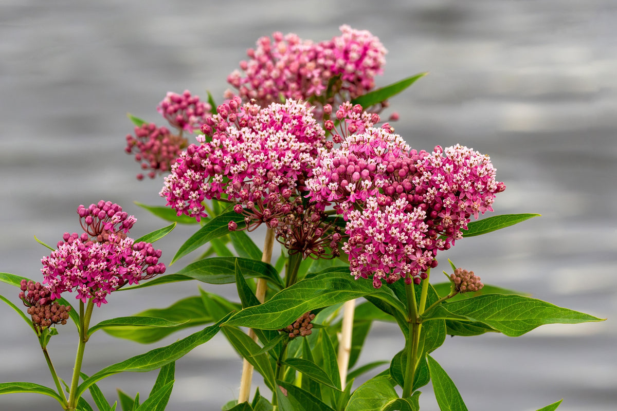 Cinderella Milkweed Seeds – Asclepias Incarnata Flower – photo 7