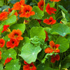 25 Dwarf RED EMPRESS NASTURTIUM Tropaeolum Nanum Hummingbird Flower Seeds