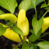 Hungarian Hot Wax Pepper (Hot Banana Pepper) Capsicum Annuum Vegetable Seeds – photo 2