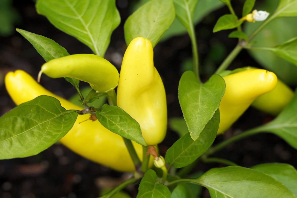 Hungarian Hot Wax Pepper (Hot Banana Pepper) Capsicum Annuum Vegetable Seeds – photo 2