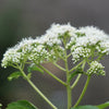 200 TALL WHITE BONESET (Thoroughwort) Eupatorium Perfoliatum Flower Seeds