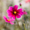 Pink Cosmos Radiance Seeds – Bipinnatus Flower – photo 6