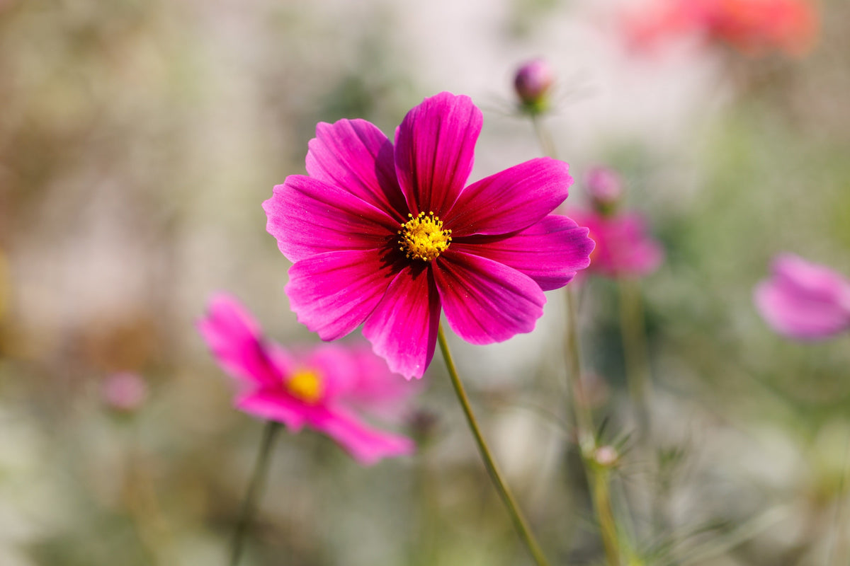 Pink Cosmos Radiance Seeds – Bipinnatus Flower – photo 6