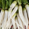 1250 WHITE ICICLE RADISH Raphanus Sativus Vegetable Seeds