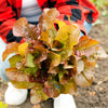 Prizehead Lettuce Seeds – Loose Leaf Early Prize Head Red Lactuca Vegetable