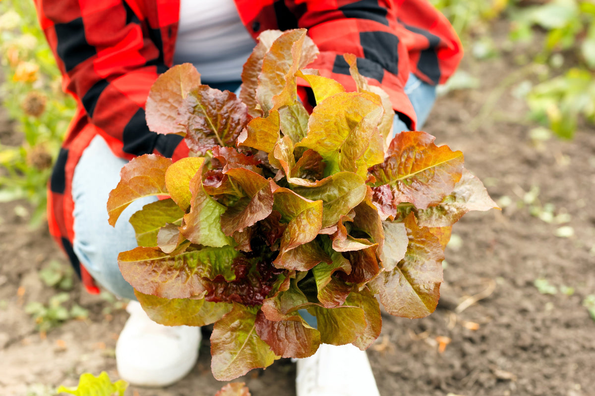 Prizehead Lettuce Seeds – Loose Leaf Early Prize Head Red Lactuca Vegetable