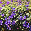 100 PURPLE MORNING GLORY Ipomoea Nil Flower Vine Seeds