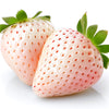 100 WHITE SOUL STRAWBERRY Fragaria Vesca Fruit Flower Berry Seeds