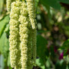 150 AMARANTHUS GREEN TAILS Amaranthus Caudatus Flower Seeds