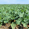 Dwarf Essex Rape Kale Seeds – Brassica Napus Vegetable – photo 4