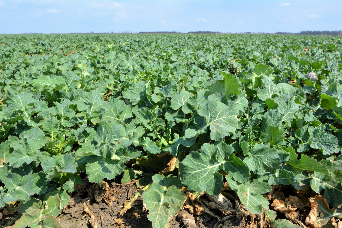 Dwarf Essex Rape Kale Seeds – Brassica Napus Vegetable – photo 4