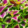 Mixed Colors Coleus Rainbow Mix Seeds – Shade Houseplant Solenostemon Flower – photo 16