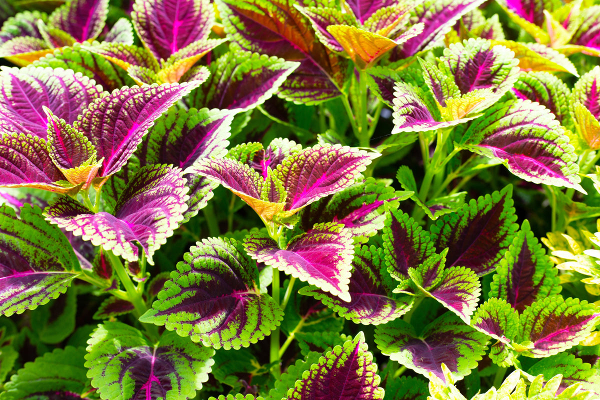 Mixed Colors Coleus Rainbow Mix Seeds – Shade Houseplant Solenostemon Flower – photo 16