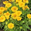 100 YELLOW GAILLARDIA (Blanket Flower / Indian Blanket) Gaillardia Aristata Flower Seeds