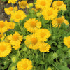 100 YELLOW GAILLARDIA (Blanket Flower / Indian Blanket) Gaillardia Aristata Flower Seeds