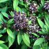 250 SIAM QUEEN Thai BASIL Ocimum Thyrsiflora Herb Flower Seeds