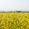 1000 YELLOW MUSTARD Brassica Juncea Vegetable Herb Seeds