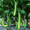 25 Louisiana LONG GREEN EGGPLANT Solanum Melongena Fruit Vegetable Seeds