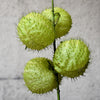 10 BALLOON MILKWEED Hairy Balls Butterfly Weed Asclepias Gomphocarpus Physocarpus Monarch Flower Seeds