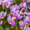 25 MIDLAND SHOOTING STAR (Flamingo Flower / Birds Bills / Prairie Pointer) Dodecatheon Meadia Flower Seeds