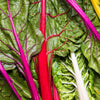 150 RAINBOW MIX SWISS CHARD Mixed Colors Beta Vulgaris Vegetable Seeds