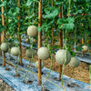 75 Green Flesh ROCKY FORD CANTALOUPE Muskmelon Cucumis Melo Melon Fruit Seeds