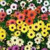 20 MIXED COLORS OSTEOSPERMUM Ecklonis African Cape Daisy Flower Seeds