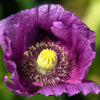 400 PERSIAN BLUE POPPY Papaver Somniferum Flower Seeds