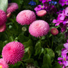 100 PINK ENGLISH DAISY Bellis Perennis Tasso Pink Double Flower Seeds