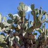 Yellow Prickly Pear Cactus Seeds – Nopal Opuntia Ficus-Indica Flower – photo 6