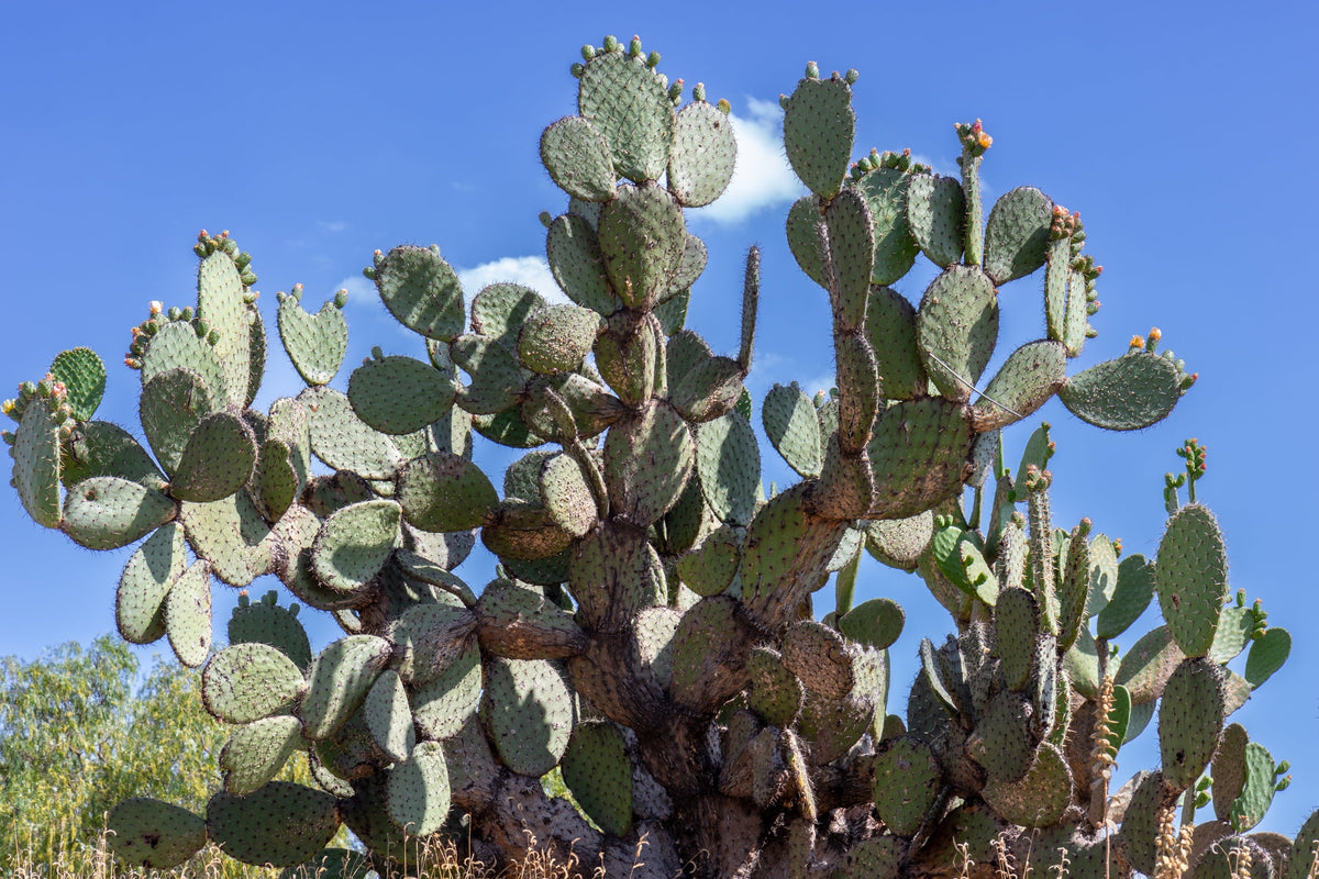 Yellow Prickly Pear Cactus Seeds – Nopal Opuntia Ficus-Indica Flower – photo 6