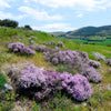 1000 Common GARDEN THYME English, German, French, or Winter Thymus Vulgaris Herb Flower Seeds