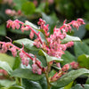 40 SALAL BERRY Gaultheria Shallon Pink White Flowers Blue Fruit Shrub Seeds