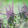250 Green Tulsi HOLY BASIL Ocimum Sanctum Tenuiflorum Herb Flower Seeds
