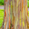 50 RAINBOW EUCALYPTUS Deglupta Gum Multicolor Bark Tree Seeds