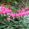 10 BLEEDING HEART - PINK Old Fashioned Dicentra Formosa Shade Flower Seeds