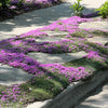 100 Walk On Me CREEPING THYME Thymus Serpyllum Herb Flower Seeds