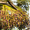 Pygmy Date Palm Seeds – Phoenix Roebelenii Dwarf Miniature Ornamental Fruit Tree Houseplant – photo 15