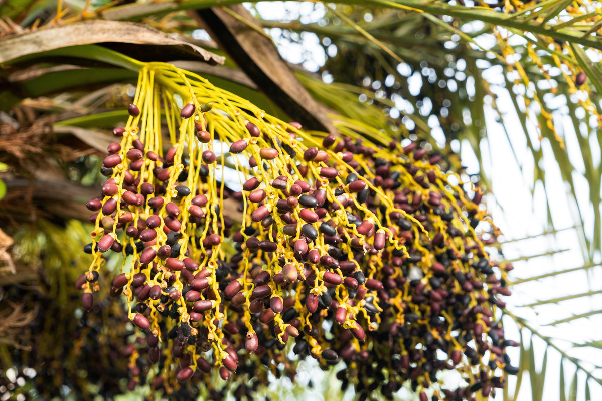 Pygmy Date Palm Seeds – Phoenix Roebelenii Dwarf Miniature Ornamental Fruit Tree Houseplant – photo 15