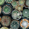 50 CACTUS MIX 'Finest Mixed' Succulent Flower Plant Seeds