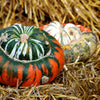 10 American TURKS TURBAN SQUASH Gourd Cucurbita Maxima Vine Seeds