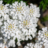 1000 WHITE EMPRESS CANDYTUFT Iberis Amara Groundcover Flower Seeds