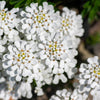 2000 TALL MIX CANDYTUFT Iberis Umbellata Mixed Colors Ground Cover Flower Seeds