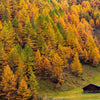 25 EUROPEAN LARCH TREE Pine Pinetree Evergreen Larix Decidua Seeds