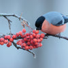 20 ASH TREE Mountain / Amur / Rowan - Sorbus Aucuparia Seeds