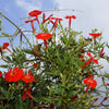 30 CARDINAL CLIMBER VINE Ipomea Quamoclit Red Flower Seeds